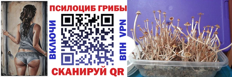 omg маркетплейс  Кизляр  Псилоцибиновые грибы Psilocybine cubensis 